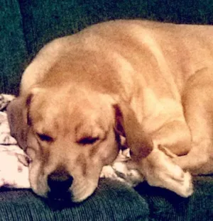 Cachorro raça Goldem idade 3 anos nome marley