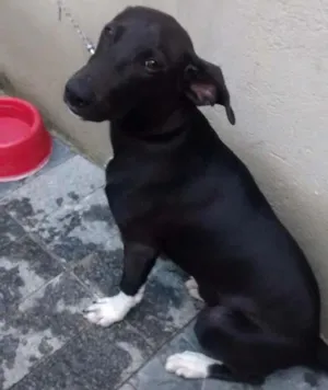Cachorro raça Pitbull com cockerspeaber idade 2 a 6 meses nome Zeus