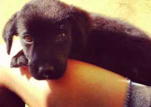 Cachorro raça Srd idade 7 a 11 meses nome Toddy