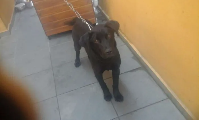 Cachorro ra a Srd idade 7 a 11 meses nome Toddy