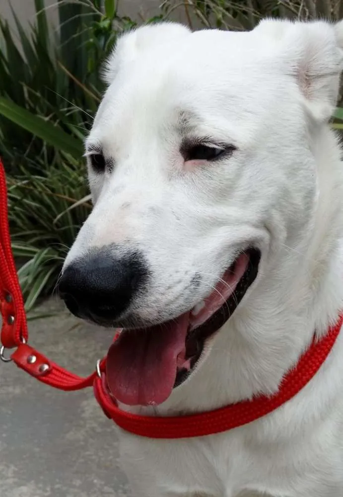 Cachorro ra a SRD idade 1 ano nome Doctor