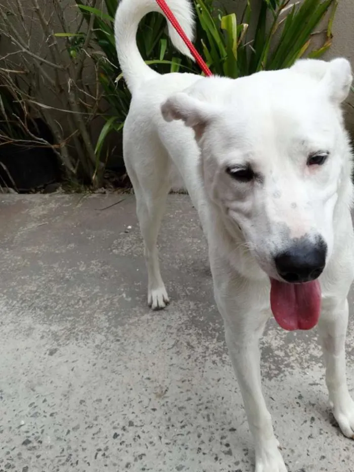 Cachorro ra a SRD idade 1 ano nome Doctor
