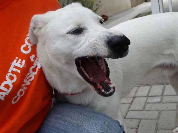 Cachorro ra a SRD idade 1 ano nome Doctor