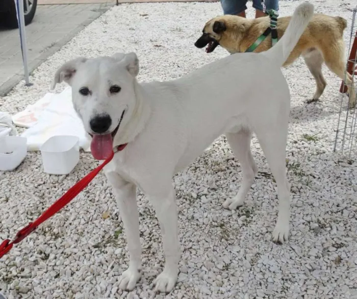 Cachorro ra a SRD idade 1 ano nome Doctor
