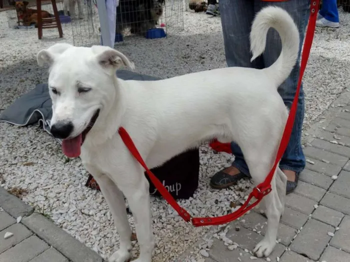 Cachorro ra a SRD idade 1 ano nome Doctor