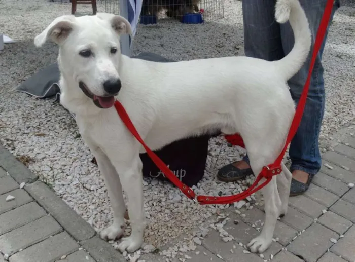 Cachorro ra a SRD idade 1 ano nome Doctor