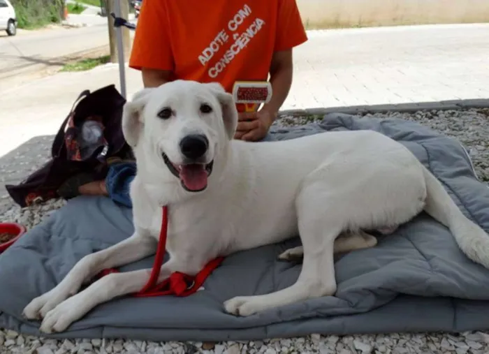 Cachorro ra a SRD idade 1 ano nome Doctor