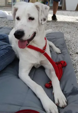 Cachorro raça SRD idade 1 ano nome Doctor