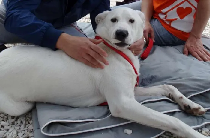 Cachorro ra a SRD idade 1 ano nome Doctor