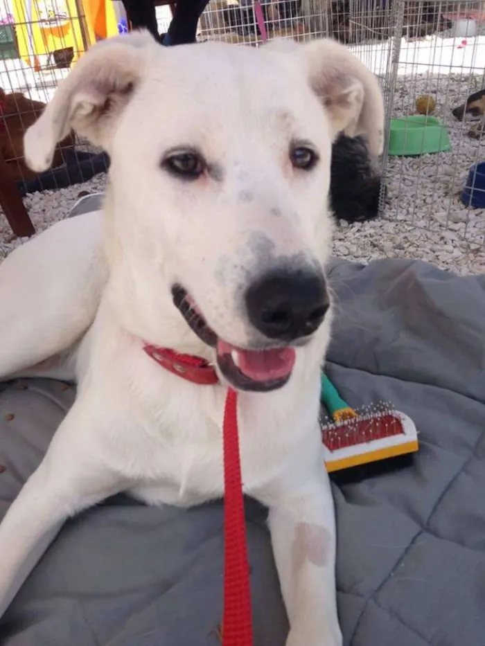 Cachorro ra a SRD idade 1 ano nome Doctor