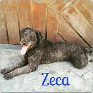 Cachorro raça Poodle idade 2 anos nome Zeca