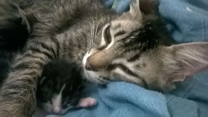 Gato ra a Indefinida  idade 2 a 6 meses nome Frajolinha