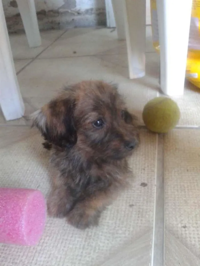 Cachorro ra a Vira lata idade 2 a 6 meses nome Abandonado