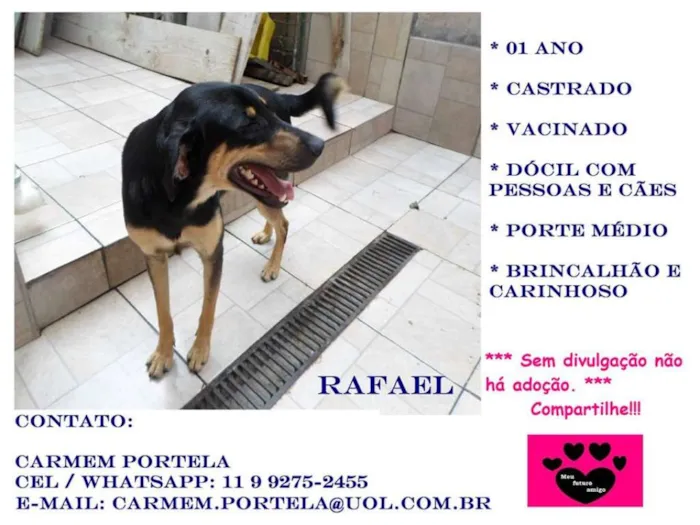Cachorro ra a SRD idade 1 ano nome Rafael
