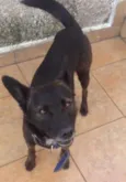 Lobo