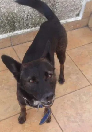 Cachorro raça SRD idade 1 ano nome Lobo