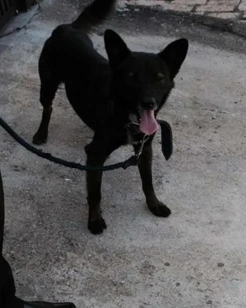 Cachorro ra a SRD idade 1 ano nome Lobo