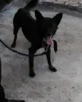 Lobo