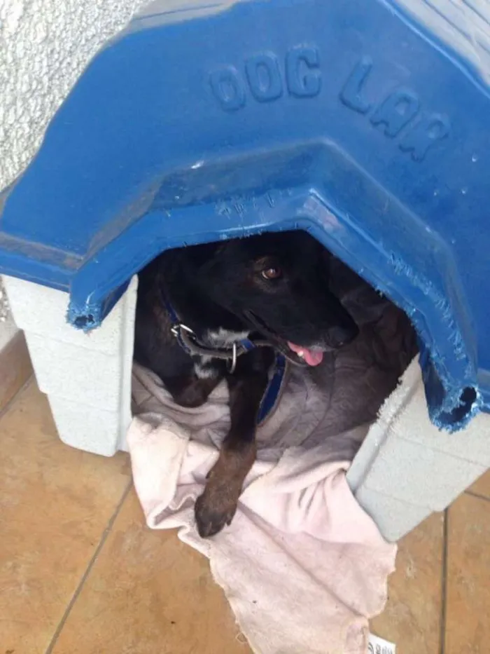 Cachorro ra a SRD idade 1 ano nome Lobo