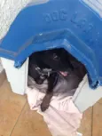 Lobo