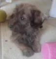 Abandonado