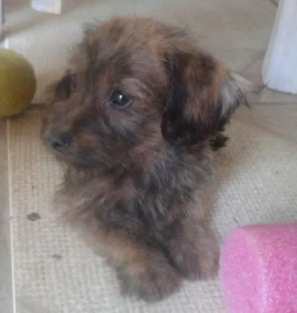 Cachorro ra a Vira lata idade 2 a 6 meses nome Abandonado