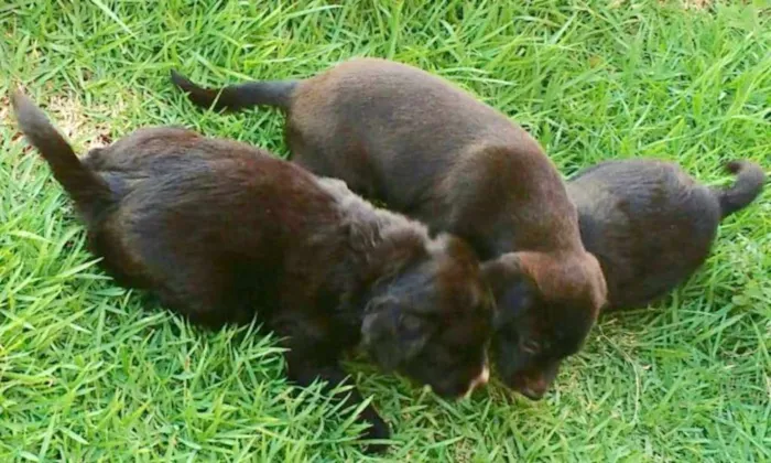 Cachorro ra a LabradorMIX idade Abaixo de 2 meses nome Novinhos