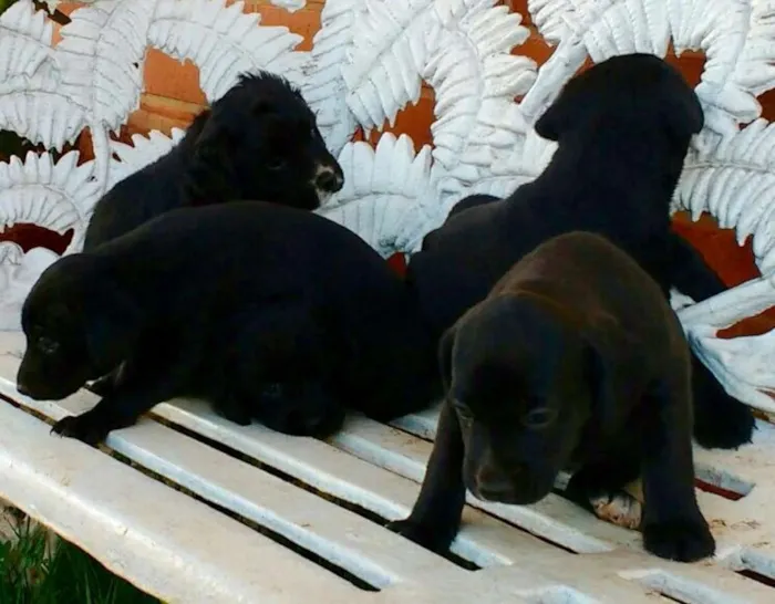 Cachorro ra a LabradorMIX idade Abaixo de 2 meses nome Novinhos