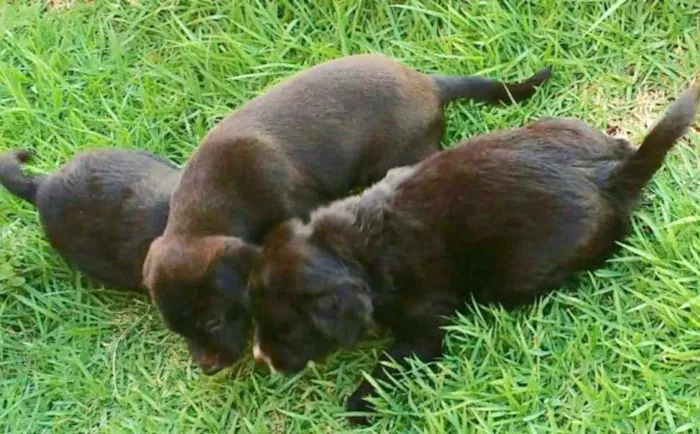 Cachorro ra a LabradorMIX idade Abaixo de 2 meses nome Novinhos