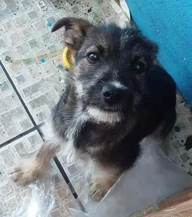 Cachorro raça Vira Lata idade 2 a 6 meses nome Licuri
