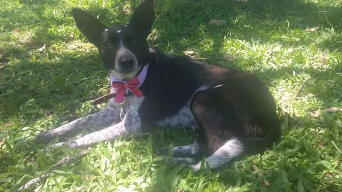Cachorro ra a SRD idade 2 anos nome Ana