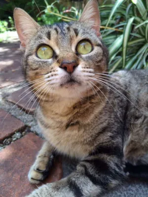 Gato raça  idade 2 anos nome Tigresa