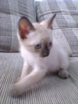 Gato raça mestiço idade Abaixo de 2 meses nome -
