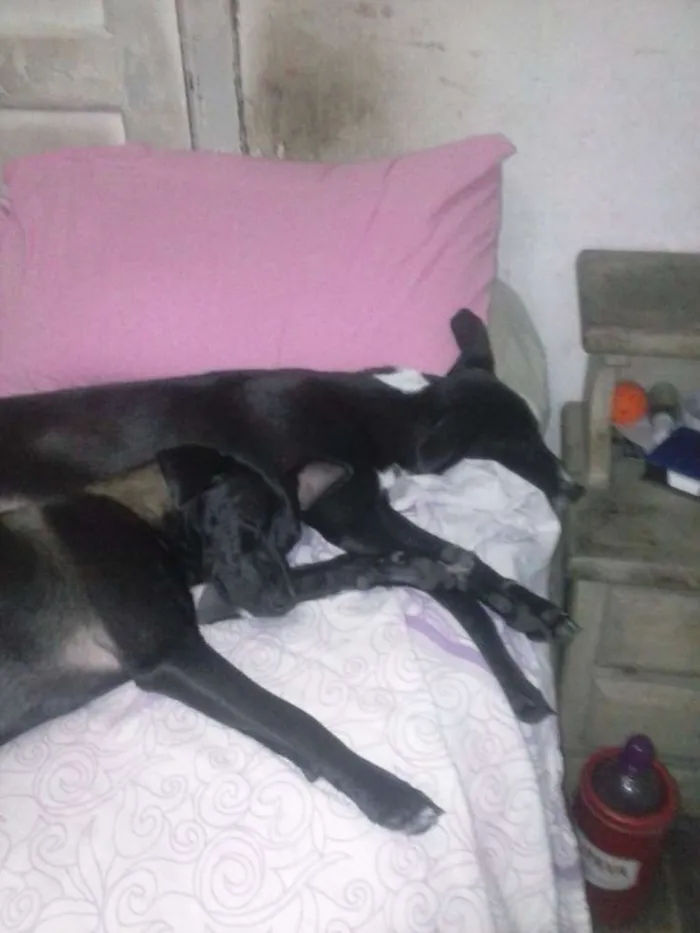 Cachorro raça vira lata idade 2 a 6 meses nome Cristal e Jade
