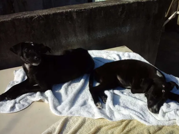 Cachorro raça vira lata idade 2 a 6 meses nome Cristal e Jade
