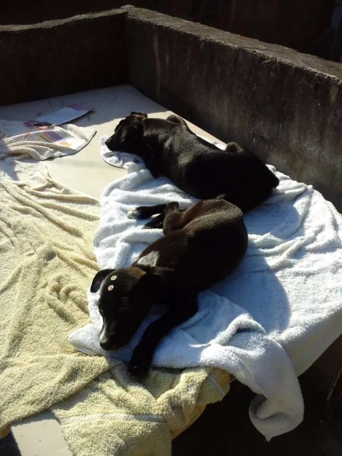 Cachorro raça vira lata idade 2 a 6 meses nome Cristal e Jade