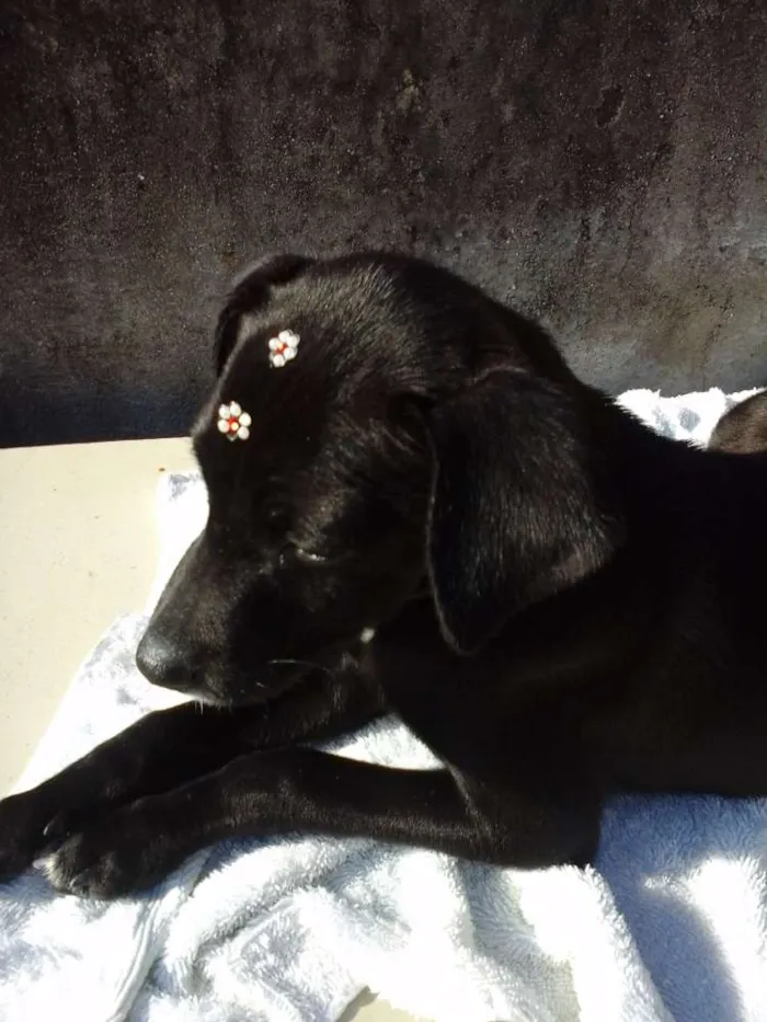Cachorro raça vira lata idade 2 a 6 meses nome Cristal e Jade