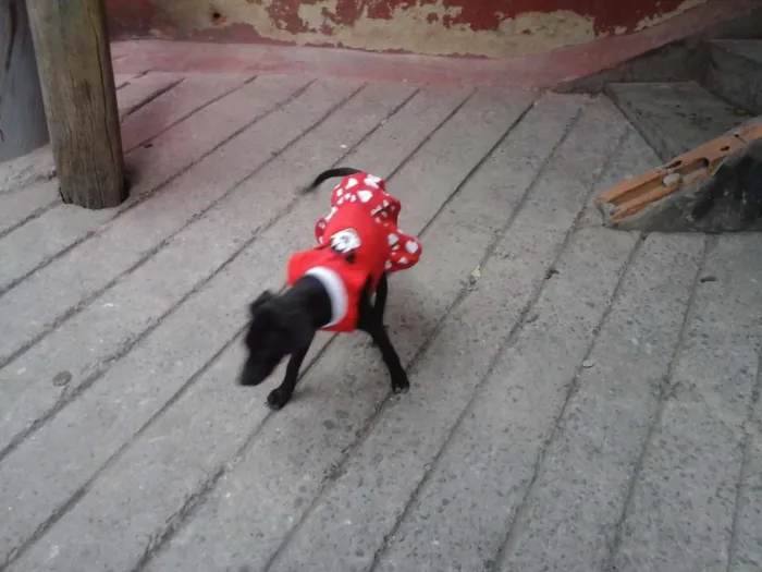 Cachorro raça vira lata idade 2 a 6 meses nome Cristal e Jade