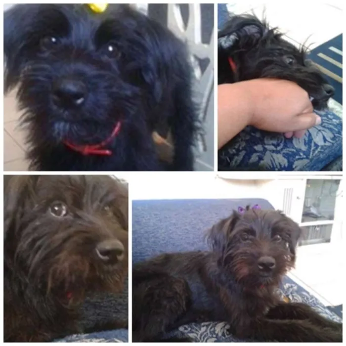 Cachorro ra a viralata idade 2 anos nome julie 