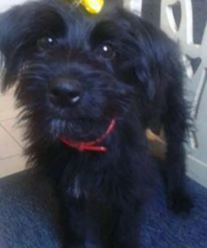 Cachorro ra a viralata idade 2 anos nome julie 