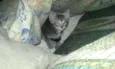Tom