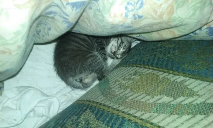 Gato ra a  idade 2 a 6 meses nome Tom