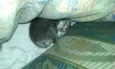 Tom