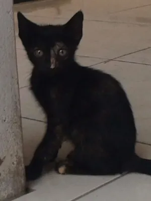 Gato raça 'mista idade 2 a 6 meses nome nao tem