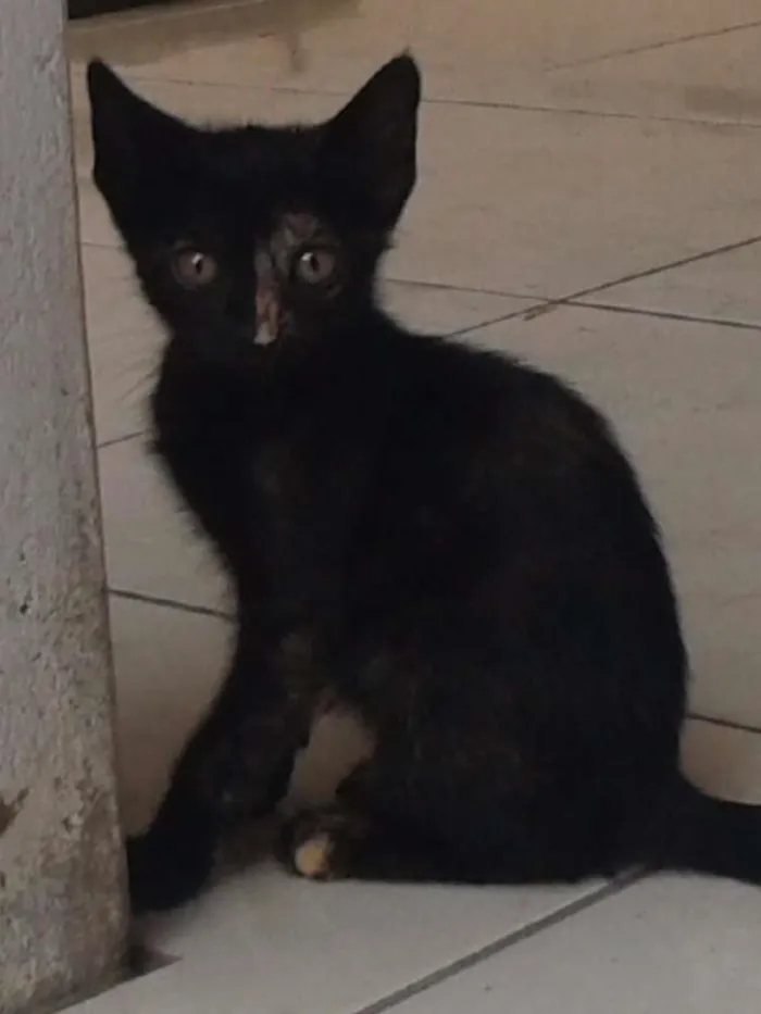 Gato ra a 'mista idade 2 a 6 meses nome nao tem