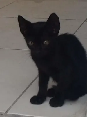 Gato raça mista idade 2 a 6 meses nome não tem