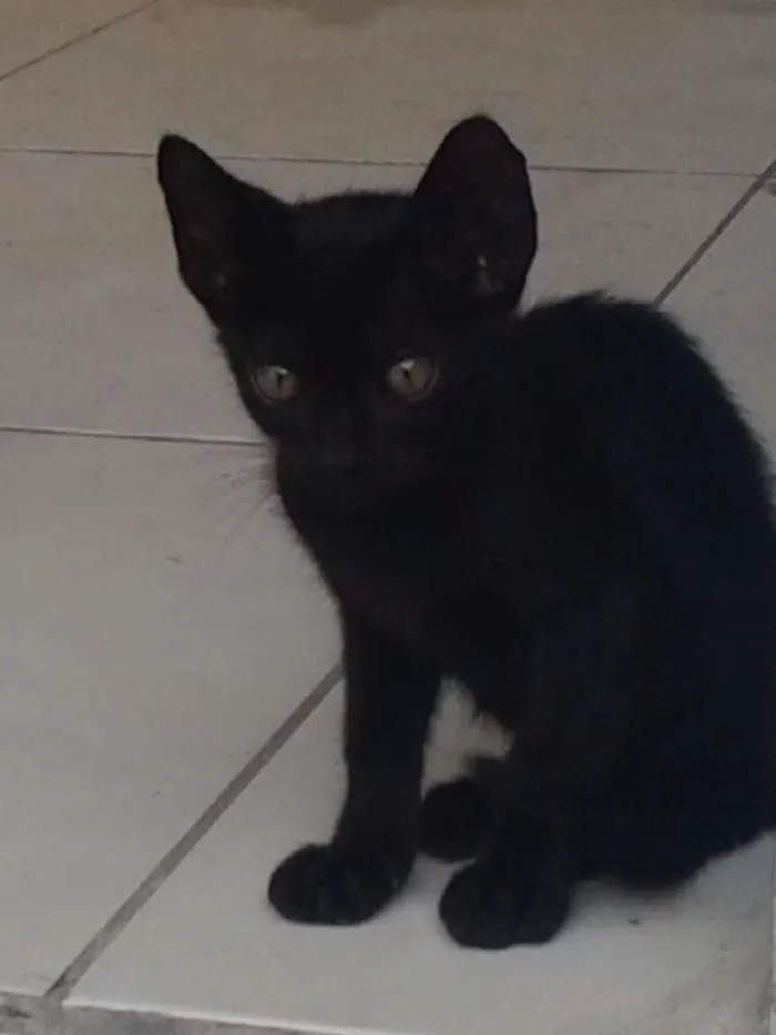 Gato ra a mista idade 2 a 6 meses nome não tem