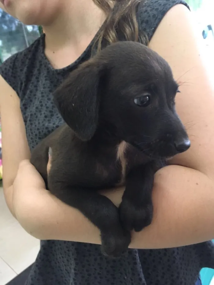 Cachorro ra a SRD  idade 2 a 6 meses nome Sem nome