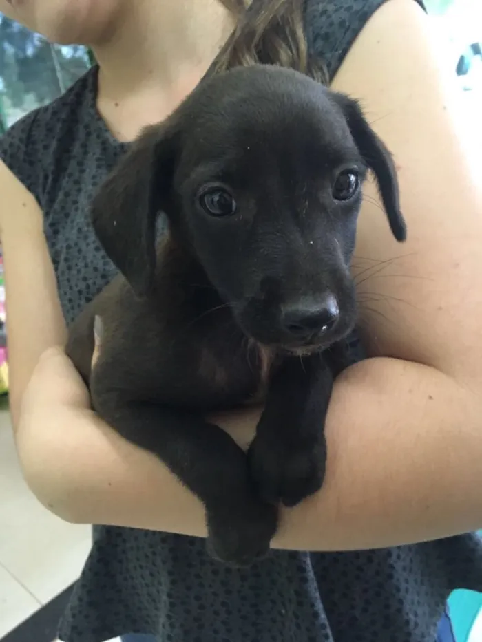 Cachorro ra a SRD  idade 2 a 6 meses nome Sem nome