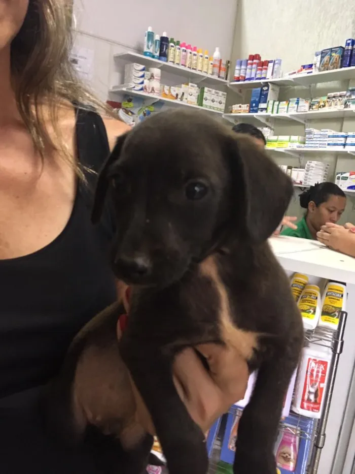 Cachorro ra a SRD  idade 2 a 6 meses nome Sem nome
